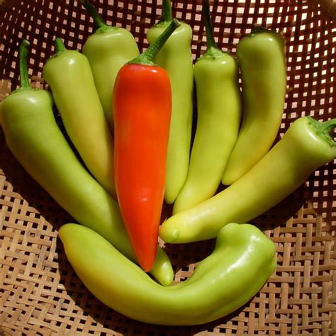 Plants Seeds And Bulbs Pepper Hungarian Wax Pepper 500 Seeds Yard Garden And Outdoor Living Home