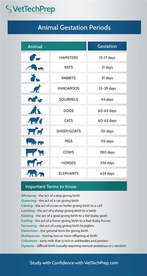 Vet Tech Infographic Animal Gestation Periods