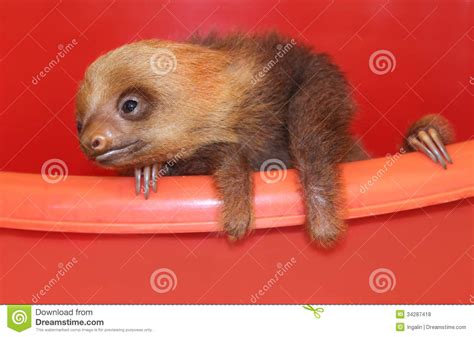 Baby Sloth In An Animal Sanctuary Costa Rica Stock Photo Image Of