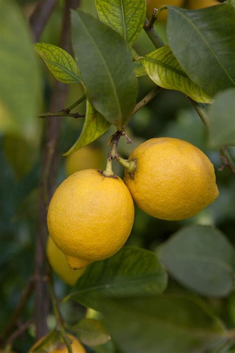 Lemon tree - Berkem - Extraction végétale