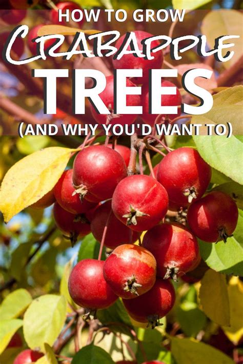 How To Grow Crabapple Trees And Why You Should Growing