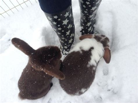 Bunnies Stick With Their Human In The Strange Snow — The Daily Bunny
