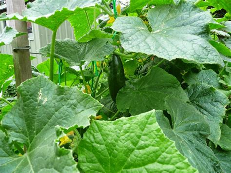 Growing Organic Vegetables: Growing Cucumbers | Growing organic vegetables, Growing cucumbers ...