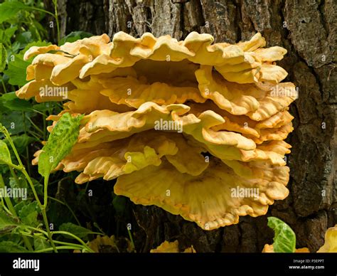 Chicken Of The Woods Laetiporus Sulphureus Bracket Fungus Growing