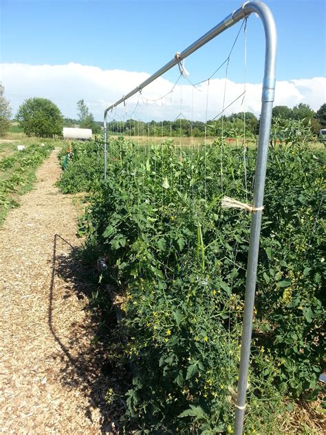 Maybe you would like to learn more about one of these? The Urbane Farmer: Trellising tomatoes (string trellis) Part 4