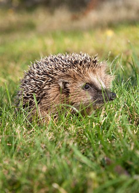 Hedgehog Awareness Week Wildcru