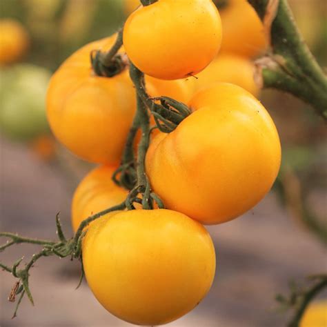 Golden Jubilee Tomato Seeds Indeterminate Yellow Tomatoes Etsy