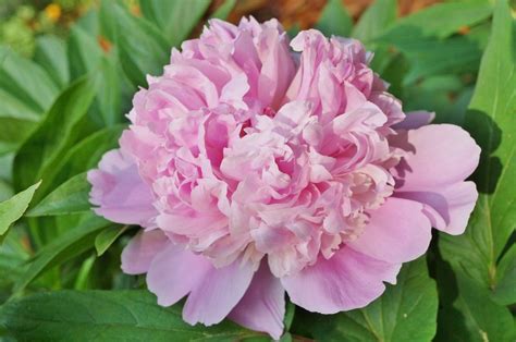The painting with a bouquet of flowers is painted in the style of impressionism. 31 Types of Peonies (All Colors, Bloom Types and Varieties ...