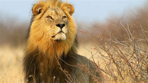 Wwf is committed to saving endangered species. Staring Lion With Red Eyes HD Lion Wallpapers | HD ...