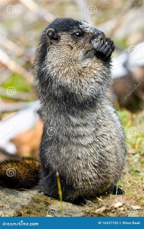 Marmot Royalty Free Stock Image 43527844