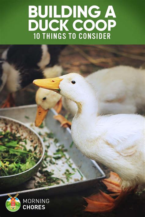 They are happy with food, some kind of water, and a coop that has plenty of air running through it. 10 Important Things to Consider When Building a Duck Coop