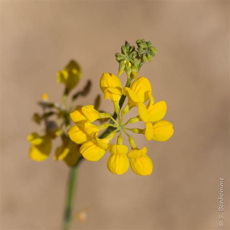 Coronilla Juncea De