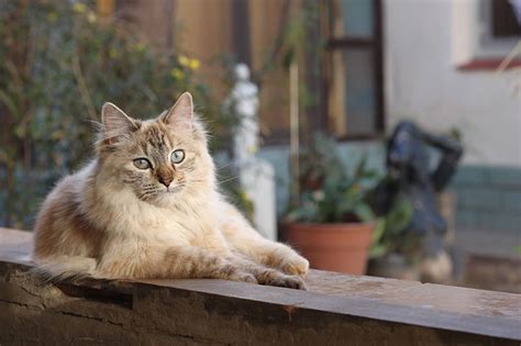 I was catching up on youtube videos. Cats' Five Senses: Sight, hearing, smell, taste and touch ...