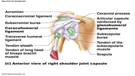 About bursa & shoulder bursitis. The Shoulder Joint - YouTube