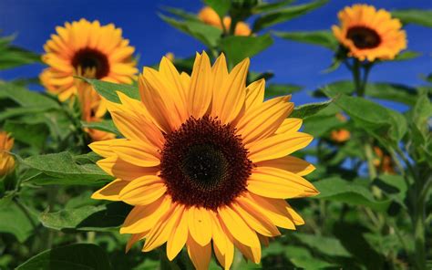 Beautiful Fall Sunflower Wallpapers Top Free Beautiful Fall Sunflower