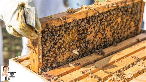 Honey Bee Farming Part 2 मधुमक्खी पालन से शहद के उत्पादन का व्यपार Youtube