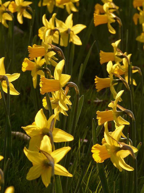 Free Photo Daffodils Osterglocken Flower Plant Flowers Spring