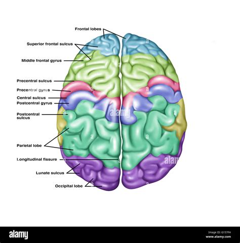 Darstellung Die Anatomie Eines Normalen Gehirns In Eine überlegene
