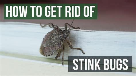How To Get Rid Of Stink Bugs 4 Easy Steps Youtube