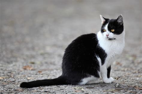 Meine kleine ist jetzt etwas über 4 monate und sämtliche leut fragen, wann ich denn endlich zufüttere. 53 Best Images Wann Bekommen Katzen Babys : Katzen ...