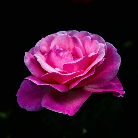 Pin By ̗̀scoobert ̖́ On Rainbow Avenue Flowers Rose Santa Cruz