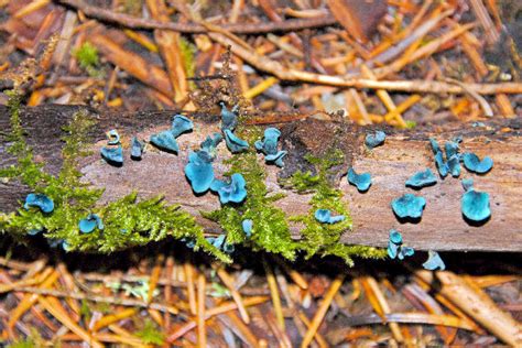Only very rarely one can discover the typical branched. Wildflowers Found in Oregon - Green Stain Fungus