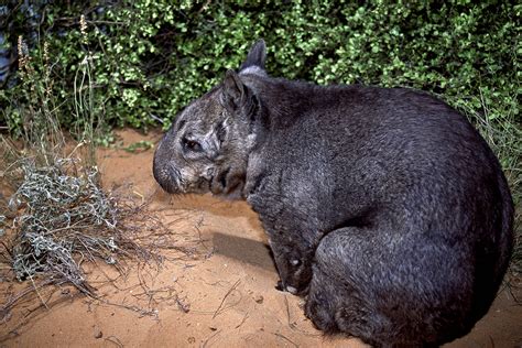 Au Carnet Rose Australien Un Rarissime Wombat à Nez Poilu Du Nord