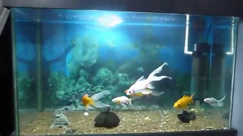 Acuario Goldfish Carpas Koi Y Corydoras Youtube