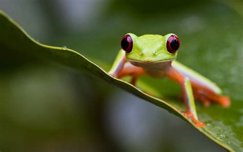 This collection presents the theme of animated frog. Free Frog Wallpaper - WallpaperSafari