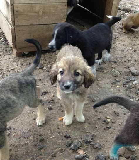 Posts both in english and turkish are welcome. homeless animals in turkey - Animal Rights Photo (34738792 ...