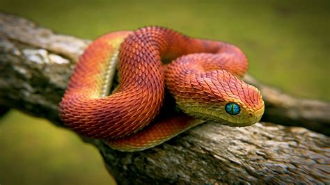 Serpiente Un Animal Fascinante Qué Es Hechos Y Tipos De Serpientes