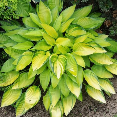 Hosta June Fever Buy Plantain Lily At Coolplants