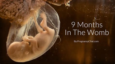 9 months in the womb a remarkable look at fetal development through ultrasound by pregnancychat