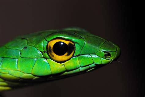 Wallpaper Scaled Reptile Serpent Fauna Macro Photography Elapidae