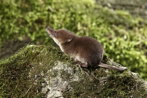 Common Shrew — Small Mammal Group