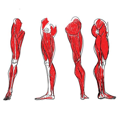 The calf muscle, on the back of the lower leg, is actually made up of two muscles: standing quad stretch diagram - Clip Art Library
