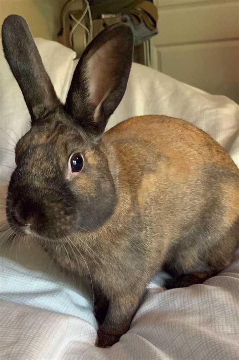 7 Best Brown Rabbit Breeds With Pictures