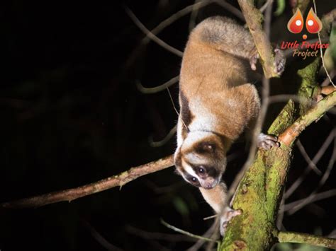 Have You Seen Javan Slow Loris Eat Meat Little Fireface Project