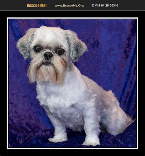 You can also search using an animal's name or identification. ADOPT 19042800340 ~ Shih Tzu Rescue ~ San Diego, CA