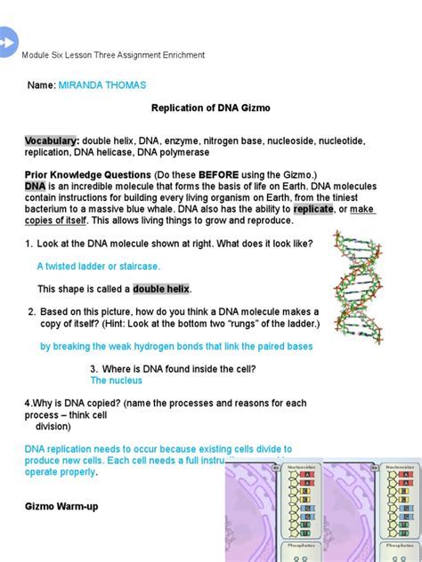 Student exploration energy conversions gizmo answer key 1. Building Dna Gizmo Answer Key : Gizmo 4 Building Dna ...