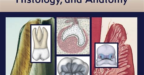 Illustrated Dental Embryology Histology And Anatomy 3rd Edition