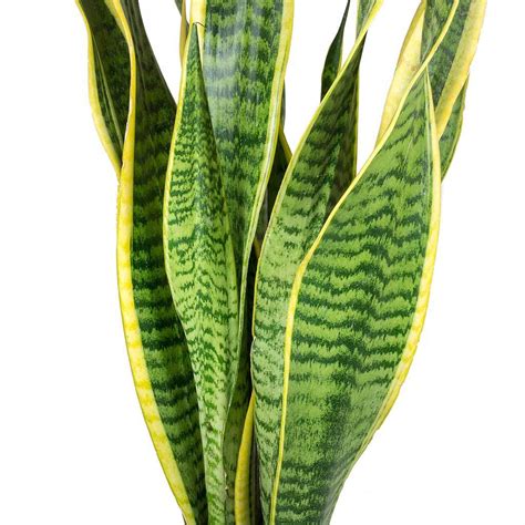 Fun, quirky, cool plants that are natural air purifiers, easy to grow, and live for years. Sansevieria 'Mother-in-Law's Tongue' 4'' Pot - Hello Hello ...