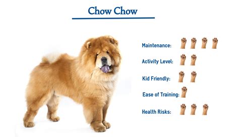 Chow Chow Puppy 5 Signs That A Chow Chow Is The Right Dog For You