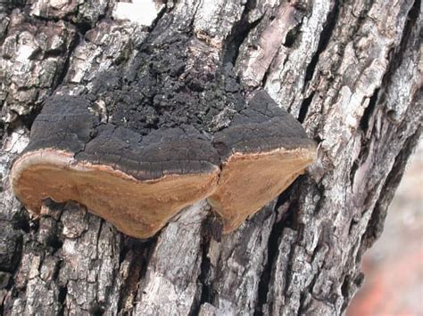 15 Common Oak Tree Diseases In Ohio Dengarden
