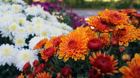 Fall Is The Best Time For Planting Espoma