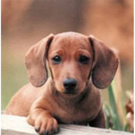 Our pups are sold with a one or 2 yr guarantee. Kando Puppies, Dachshund Breeder in Canton, Texas