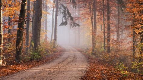 Foliage Forest Path With Fog During Fall 4k Hd Nature Wallpapers Hd Wallpapers Id 51791