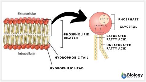 Plasma Membrane Definition And Examples Biology Online Dictionary