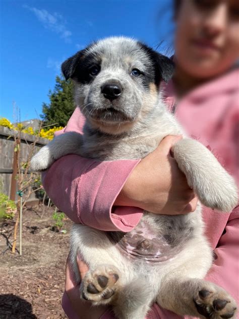 Just like the big guys, only smaller and easier for little paws and little mouths. Australian Cattle Dog Puppies For Sale | Manteca, CA #326707