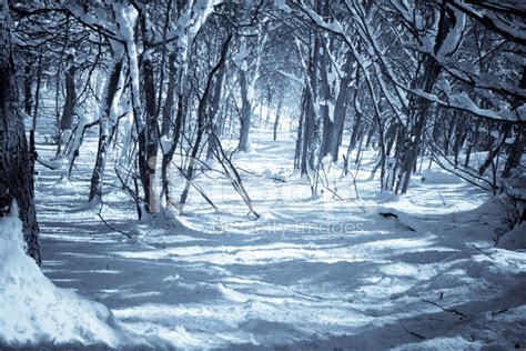 Winter Woods Landscape Night Scene And Selenium Tone Stock Photos